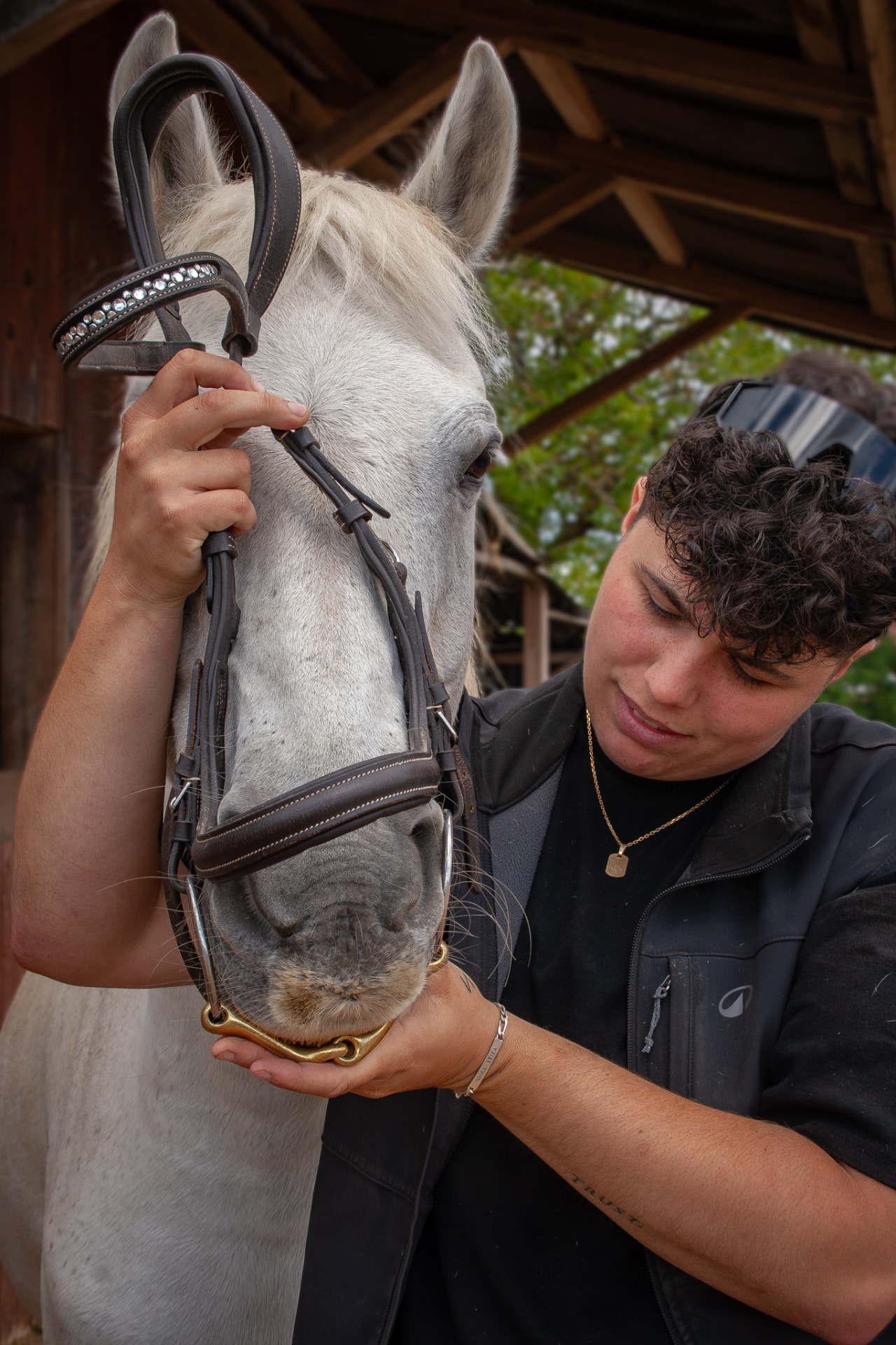 Ajustement d'un bridon sur un cheval gris